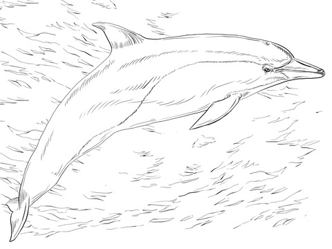 Common Dolphin Coloring Page